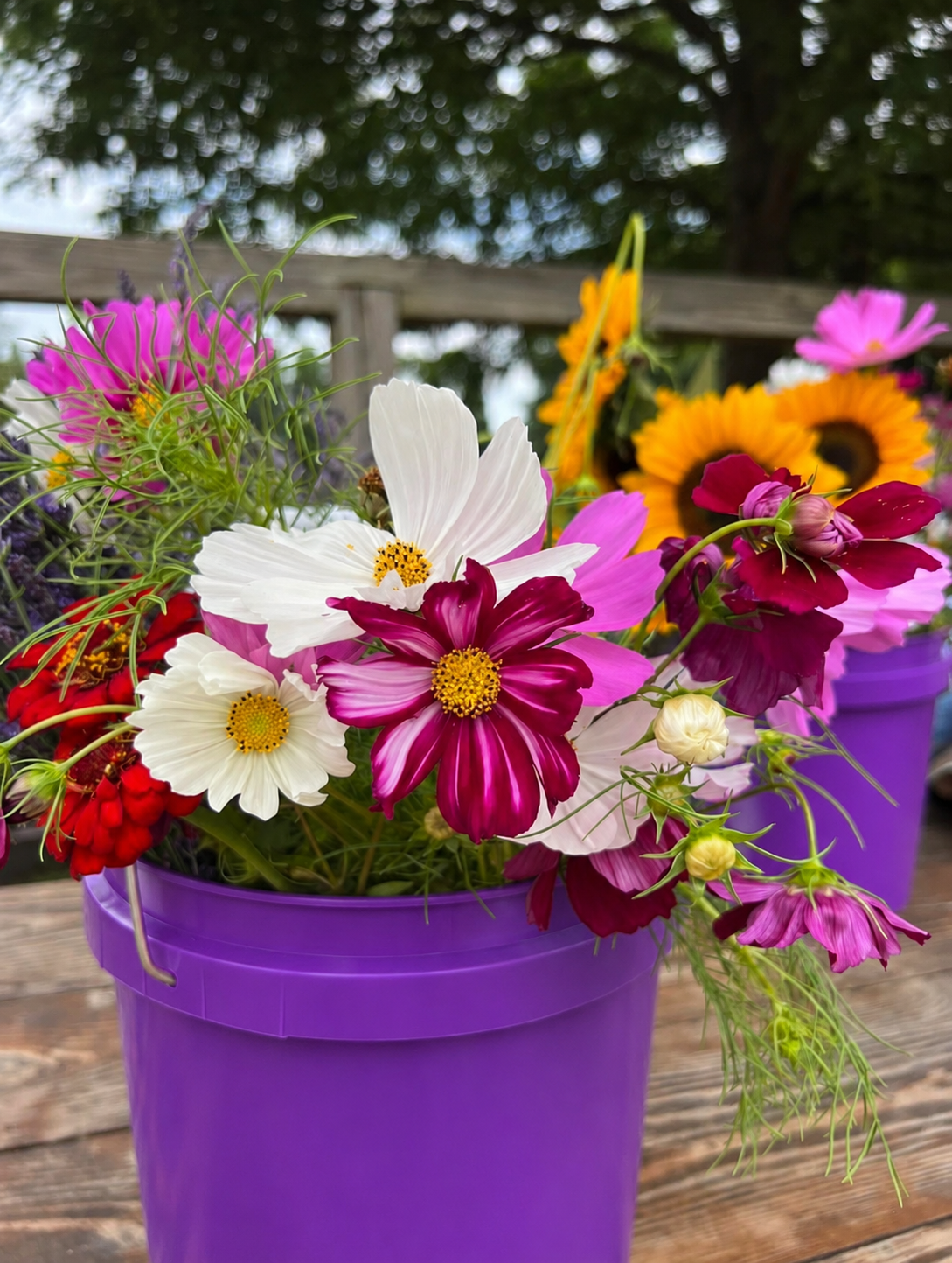Purple Festival Flower Bucket